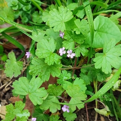 Geranium rotundifolium