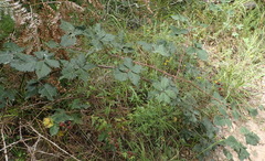 Rubus affinis