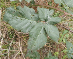 Rubus affinis