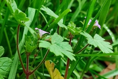 Geranium rotundifolium