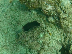 Gymnothorax miliaris