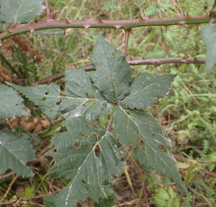 Rubus affinis