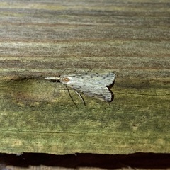 Schoenobius gigantella