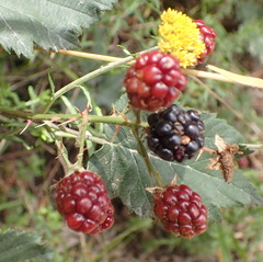 Rubus affinis