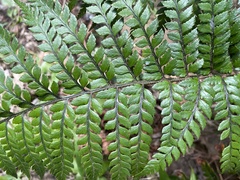 Polystichum wawranum
