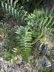 Polystichum wawranum