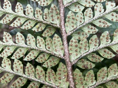 Polystichum wawranum