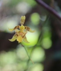 Oncidium pergameneum