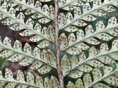 Polystichum wawranum