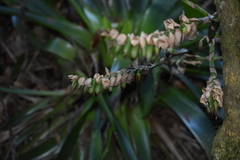 Werauhia werckleana