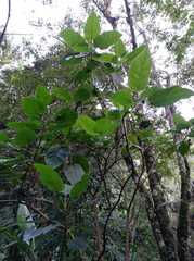 Solanum betaceum