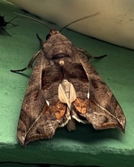 Oraesia argyrosigna