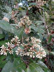 Ardisia compressa