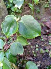 Peperomia peltilimba