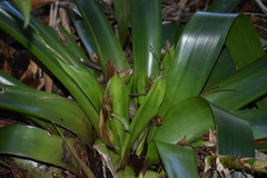 Werauhia werckleana