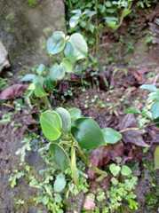 Peperomia peltilimba