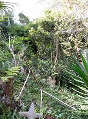 Calyptranthes chiapensis