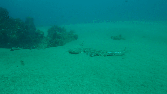 Angelshark