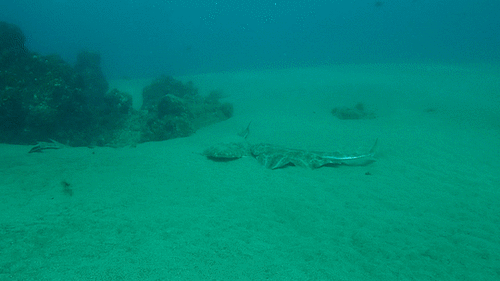 Angelshark