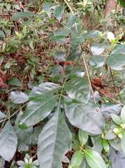 Trichilia havanensis