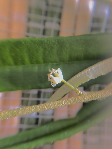 Croton linearis (Croton linearis)