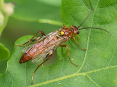 Tenthredopsis nassata