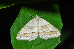 Perizoma parallelolineatum