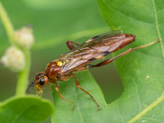 Tenthredopsis nassata
