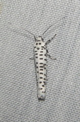 Yponomeuta strigillatus