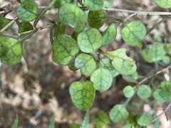 Coprosma spathulata