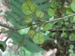 Coprosma spathulata