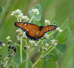 Danaus gilippus gilippus