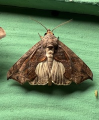 Oraesia argyrosigna