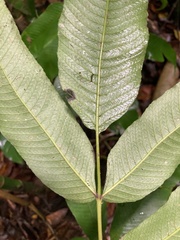 Meniscium reticulatum