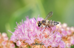 Coelioxys pergandei