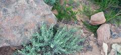 Helichrysum zeyheri