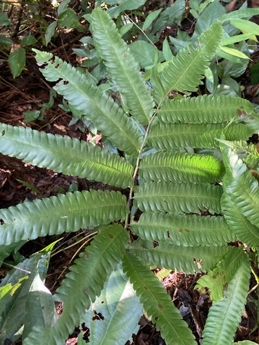 freetip maiden fern (Thelypteris tetragona)