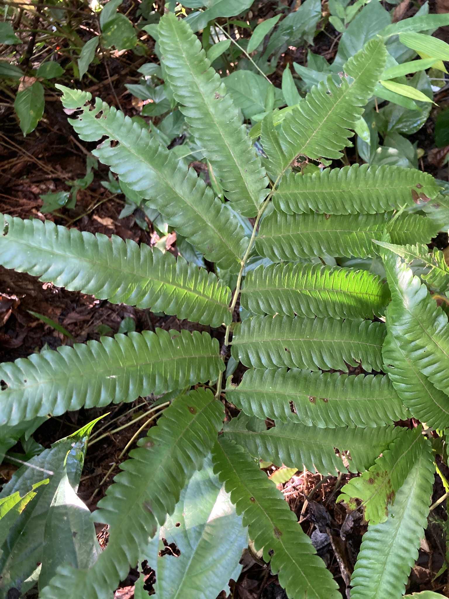 Goniopteris tetragona