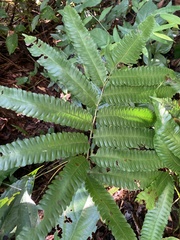 Goniopteris tetragona