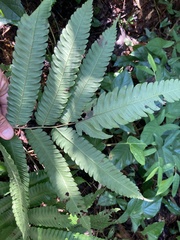 Goniopteris tetragona