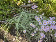 Erigeron filifolius