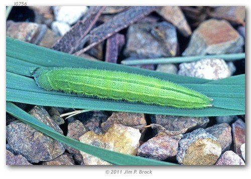 Common Wood-Nymph, photo 7 of 10