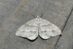 Perizoma parallelolineatum