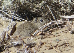 Microcavia australis
