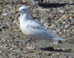 Larus dominicanus