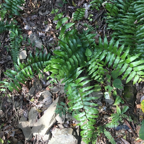Nephrolepis × hippocrepicis iNat (1)