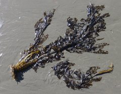 Undaria pinnatifida