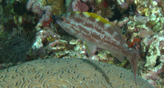 Mycteroperca interstitialis