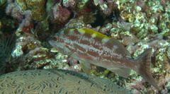 Mycteroperca interstitialis