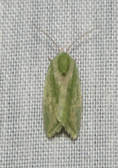 Earias